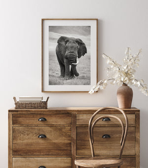 Wrinkled elephant face and a single tusk against pale grassland