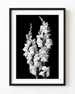 Snapdragon blooms against a dark background in black and white