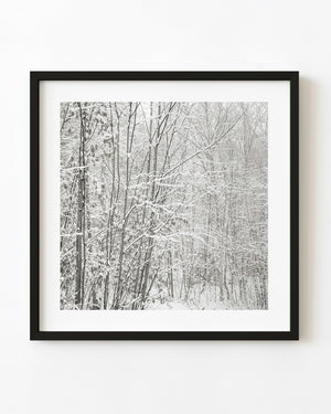 Snow-covered birch forest in a square woodland photograph