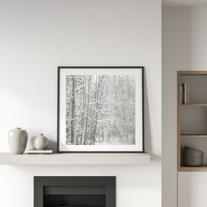 Snow-laden birch trees forming a delicate woodland pattern