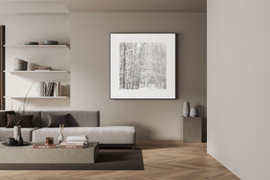 Square forest photograph with dark trunks and intricate white branches
