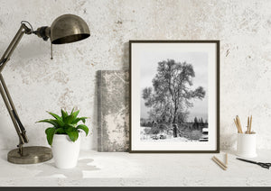 Dark tree branches against an overcast sky above snow-covered ground