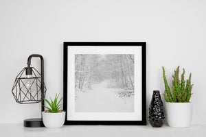 Delicate dark branches outlined with snow beside a forest path
