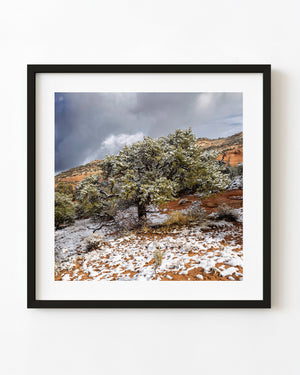 Snow-covered desert tree beneath red cliffs in a colour photograph