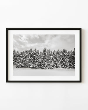 Snow-covered evergreens in Haliburton in black and white