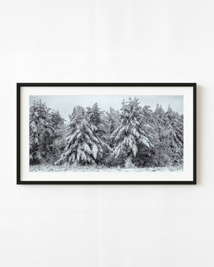 Snow-covered evergreens in the Haliburton Highlands