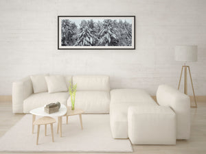 Wide woodland scene with snow-laden conifers and bare branches