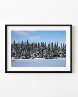 Snow-covered Haliburton evergreens beneath a blue sky