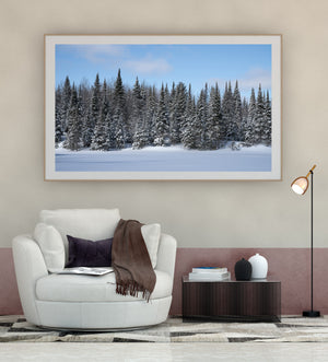Sunlit snow and dark evergreen trees in a Canadian winter landscape