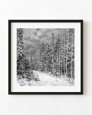 Snow-covered Haliburton forest in black and white