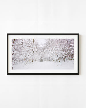 Snow-laden branches over a winter forest trail