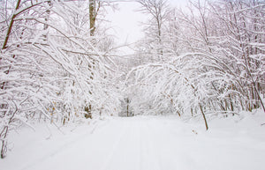 Heavy fresh snow bending tree branches above a quiet woodland path