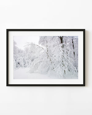 Snow-laden trees bending in a winter forest