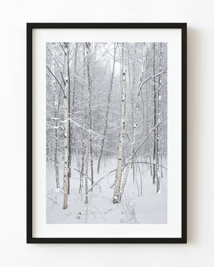 Snowy birch trees in Haliburton Forest
