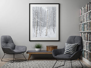 Layered snowy branches surrounding tall birch trunks