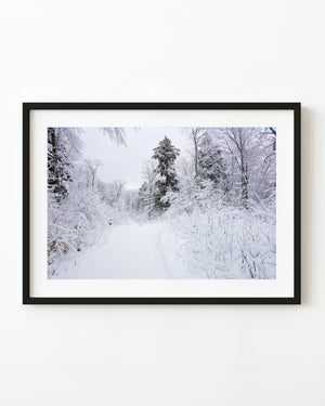 Snowy forest and quiet winter trail
