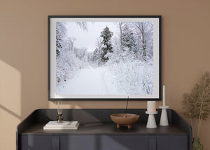 Quiet winter photograph of a forest path beneath fresh snow