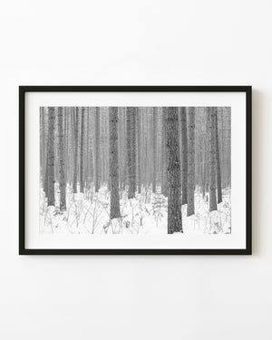Snowy Haliburton forest trunks in black and white