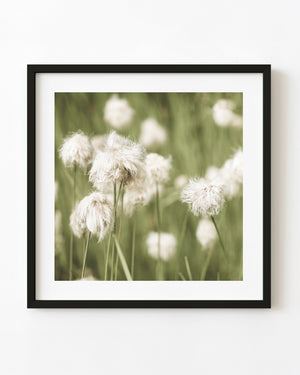 Soft white wildflower seed heads against green foliage