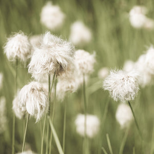 Gevoelige witte wilde bloemen groeien in rotsachtig bergterrein