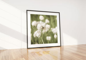 Echte botanische fotografieprint van bergwildflower
