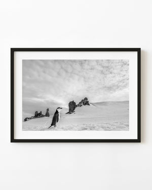 Chinstrap penguin in Antarctica in black and white