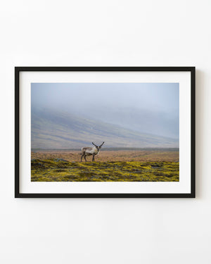 Solitary reindeer on mossy Icelandic tundra