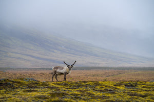 Reindeer facing the camera on green moss beneath a misty mountain