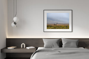 Antlered reindeer standing in a broad Icelandic tundra landscape