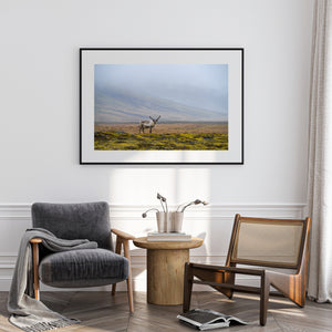 Icelandic reindeer against a fog-softened mountain slope