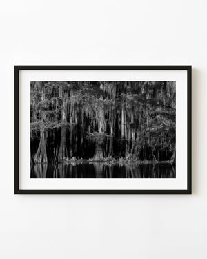 Southern cypress swamp forest in black and white