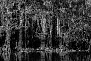 Cypress trunks draped with hanging moss beside dark swamp water