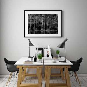 Long strands of moss hanging above still water in a cypress forest