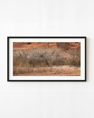 Bare desert trees beneath red sandstone cliffs