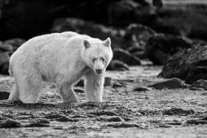 Spirt bear walking through a British Columbia river | Wall Art