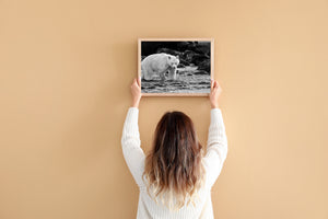 Spirt bear walking through a British Columbia river | Wall Art