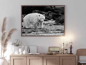 Spirt bear walking through a British Columbia river | Wall Art