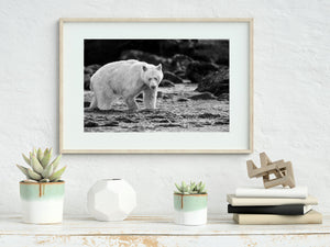 Spirt bear walking through a British Columbia river | Wall Art