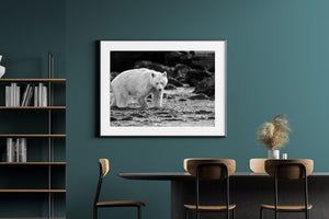 Spirt bear walking through a British Columbia river | Wall Art