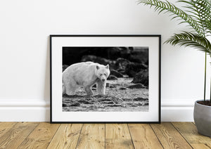 Spirt bear walking through a British Columbia river | Wall Art