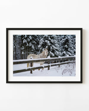 Spotted white horse behind a snow-covered wooden fence in winter woodland.