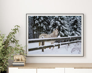 Spotted white horse looking toward the camera across a snowy fence.