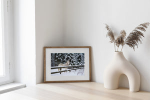 A horse stands in fresh snow against a dense evergreen forest.