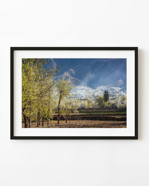 Spring blossom orchard and terraced fields beneath shadowed mountains in China.