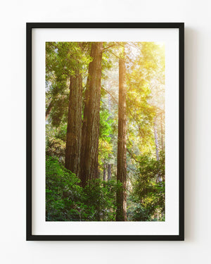 Sunlight filters through tall California redwoods and lush green forest foliage.