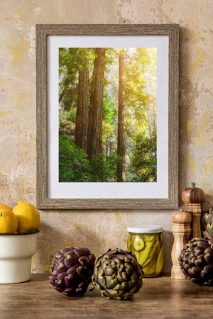 Colour woodland photograph with textured redwood bark and glowing leaves.