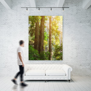 Sunlit California forest with massive trunks and layered evergreen branches.
