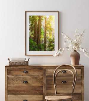 Green forest understory surrounds towering California redwood trunks.