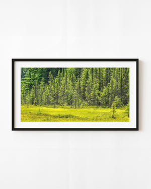 Sunlit green clearing at the edge of a dense Algonquin forest.