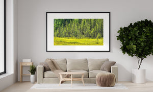 Lush Algonquin forest borders a brilliant green meadow.